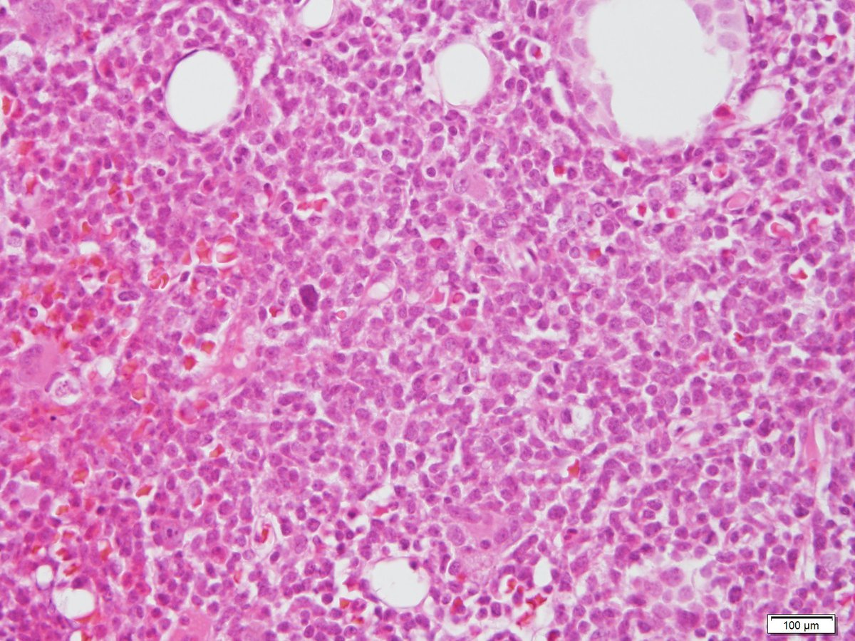 Figure 7 BM 40x